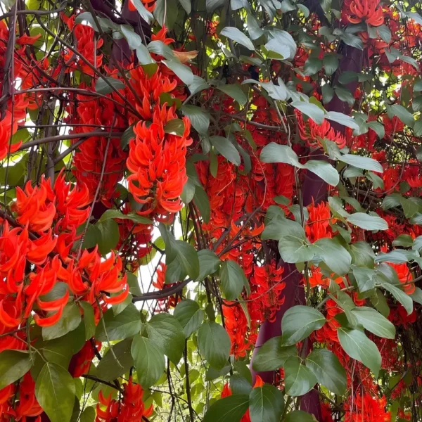 Buy Red jade vine "Mucuna Bennettii" creeper - plant from Nursery Nisarga