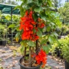 Buy Red jade vine "Mucuna Bennettii" creeper - plant from Nursery Nisarga