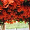 Buy Red jade vine "Mucuna Bennettii" creeper - plant from Nursery Nisarga
