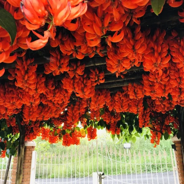 Buy Red jade vine "Mucuna Bennettii" creeper - plant from Nursery Nisarga