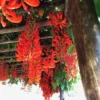 Buy Red jade vine "Mucuna Bennettii" creeper - plant from Nursery Nisarga