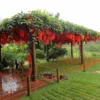 Buy Red jade vine "Mucuna Bennettii" creeper - plant from Nursery Nisarga
