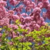 Buy Tabebuia Avellanedae (Pink Trumpet Tree) - Plant from NUrsery Nisarga