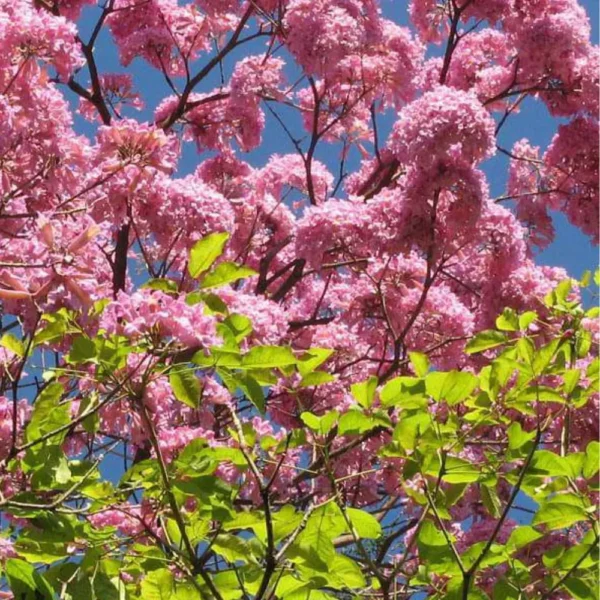 Buy Tabebuia Avellanedae (Pink Trumpet Tree) - Plant from NUrsery Nisarga