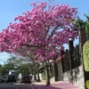 Buy Tabebuia Avellanedae (Pink Trumpet Tree) - Plant from NUrsery Nisarga