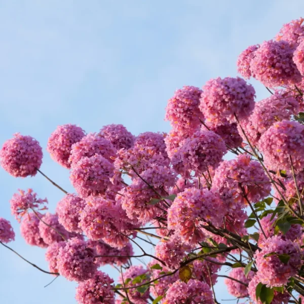 Buy Tabebuia Avellanedae (Pink Trumpet Tree) - Plant from NUrsery Nisarga