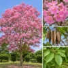Buy Tabebuia Avellanedae (Pink Trumpet Tree) - Plant from NUrsery Nisarga