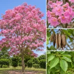 Buy Tabebuia Avellanedae (Pink Trumpet Tree) - Plant from NUrsery Nisarga