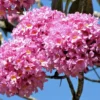 Buy Tabebuia Avellanedae (Pink Trumpet Tree) - Plant from NUrsery Nisarga