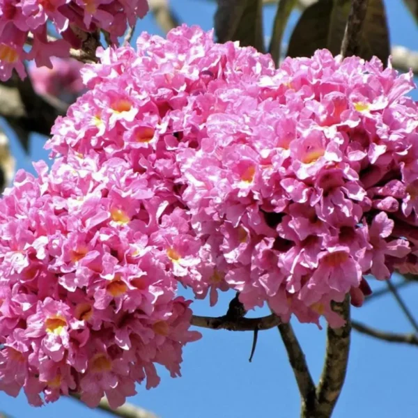 Buy Tabebuia Avellanedae (Pink Trumpet Tree) - Plant from NUrsery Nisarga