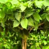 Buy Tabebuia Avellanedae (Pink Trumpet Tree) - Plant from NUrsery Nisarga
