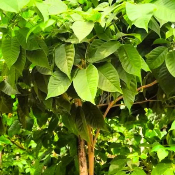 Buy Tabebuia Avellanedae (Pink Trumpet Tree) - Plant from NUrsery Nisarga