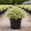 Buy Variegated Chinese Privet, Ligustrum Sinense, 'Variegatum' - Plant from Nursery Nisarga