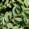 Buy Variegated Chinese Privet, Ligustrum Sinense, 'Variegatum' - Plant from Nursery Nisarga