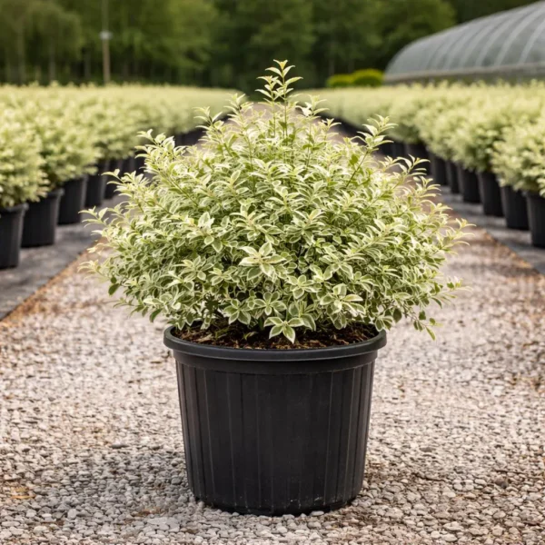Buy Variegated Chinese Privet, Ligustrum Sinense, 'Variegatum' - Plant from Nursery Nisarga