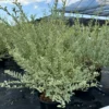 Buy Variegated Chinese Privet, Ligustrum Sinense, 'Variegatum' - Plant from Nursery Nisarga