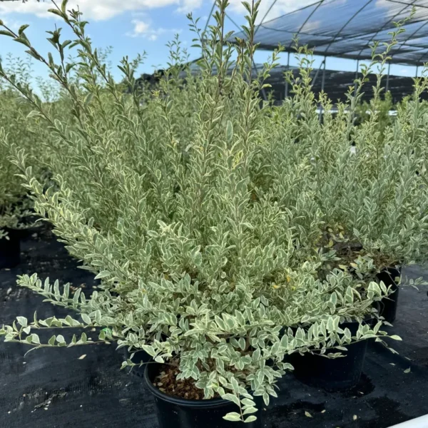 Buy Variegated Chinese Privet, Ligustrum Sinense, 'Variegatum' - Plant from Nursery Nisarga