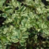 Buy Variegated Chinese Privet, Ligustrum Sinense, 'Variegatum' - Plant from Nursery Nisarga