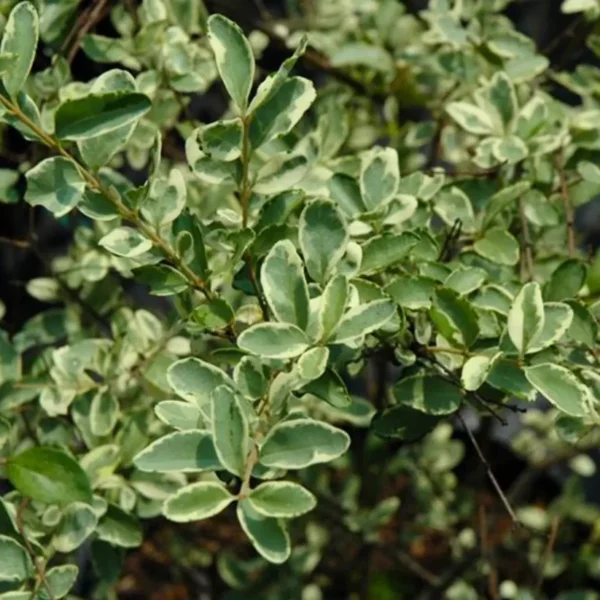 Buy Variegated Chinese Privet, Ligustrum Sinense, 'Variegatum' - Plant from Nursery Nisarga