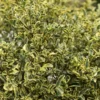 Buy Variegated Chinese Privet, Ligustrum Sinense, 'Variegatum' - Plant from Nursery Nisarga