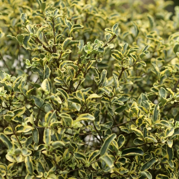 Buy Variegated Chinese Privet, Ligustrum Sinense, 'Variegatum' - Plant from Nursery Nisarga