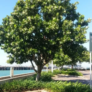 Sultan Champa (Calophyllum Inophyllum) - Plant