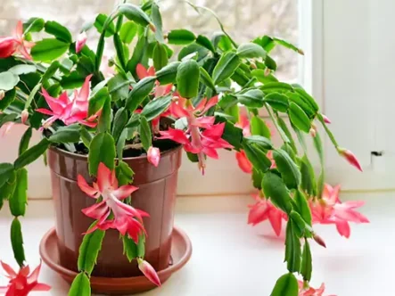 Buy Christmas Cactus Online at Nursery Nisarga