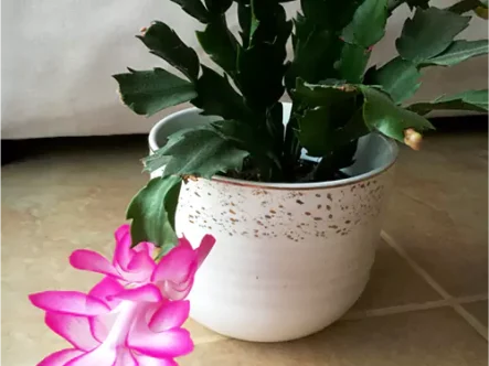 Buy Christmas Cactus Online at Nursery Nisarga