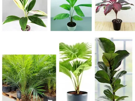 Buy Pack of 6 Foliage Indoor Plants Online