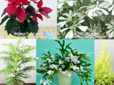 Buy Set of 5 Christmas Plant Online