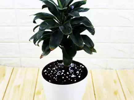 Dracaena coffee, compact sized gifting plant buy online at Nursery Nisarga