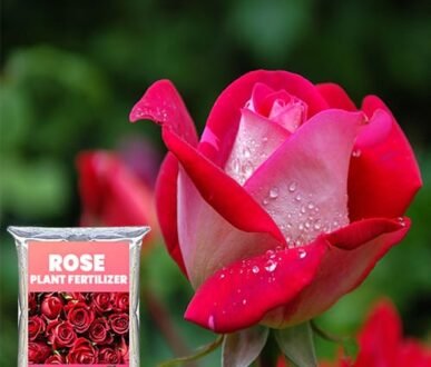 Buy Rose Food Fertilizer for Rose Plant - Nursery Nisarga