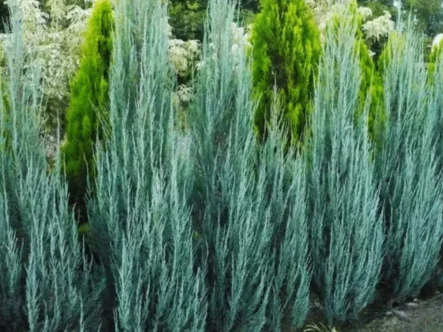 Buy Blue arrow Juniperus Plant - Nursery Nisarga