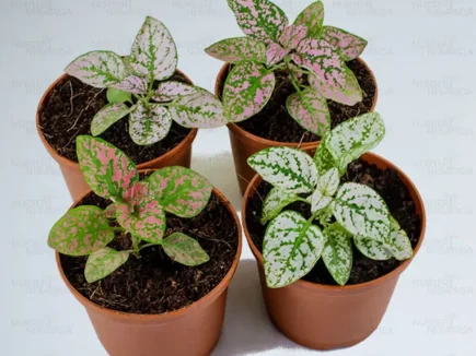 Buy Polka Dot Plant - Nursery Nisarga