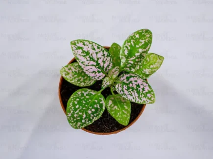 Buy Polka Dot Plant - Nursery Nisarga