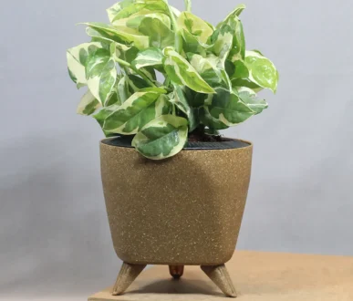 Buy Pothos N'Joy | Epipremnum aureum money plant From Nursery Nisarga