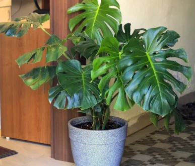 Buy Monstera deliciosa | Swiss Cheese Plant from nursery nisarga