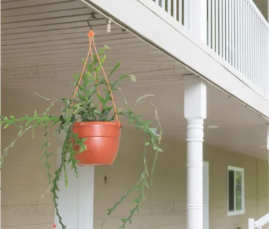 Buy Fishbone, Ric Rac Cactus - Succulent Plant From Nursery Nisarga