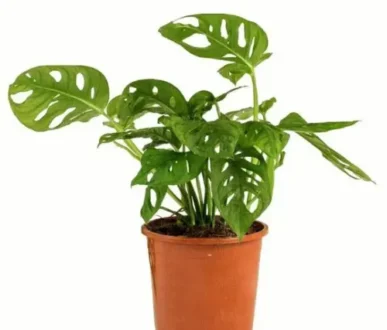 Monstera-adansonii-Philodendron