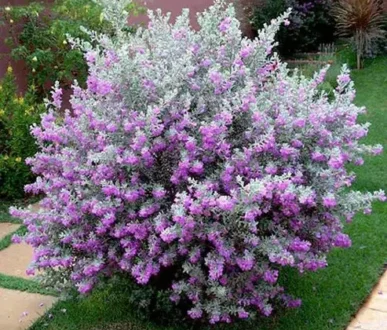 Buy Nikotia plant or leucophyllum plant online at Nursery Nisarga
