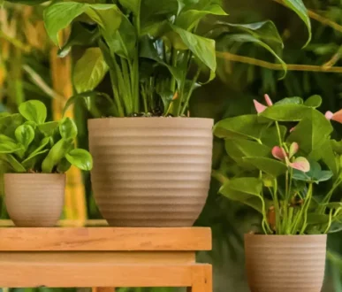 Buy Harshdeep Verona Eco - Planter From Nursery Nisarga